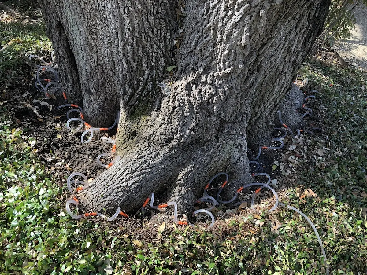 Detailed Tree Cabling and Bracing job site in Catasauqua