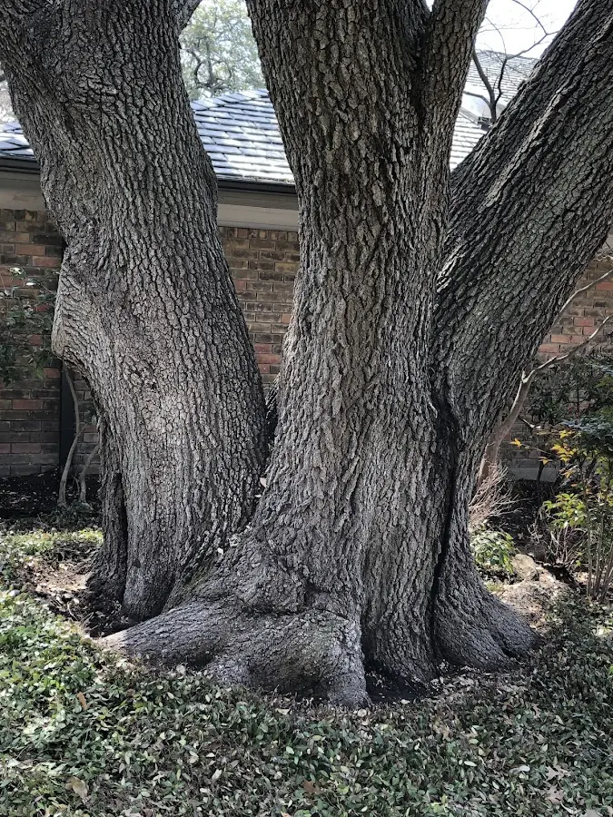 Mature heritage tree close to a Catasauqua property cared for by certified arborists